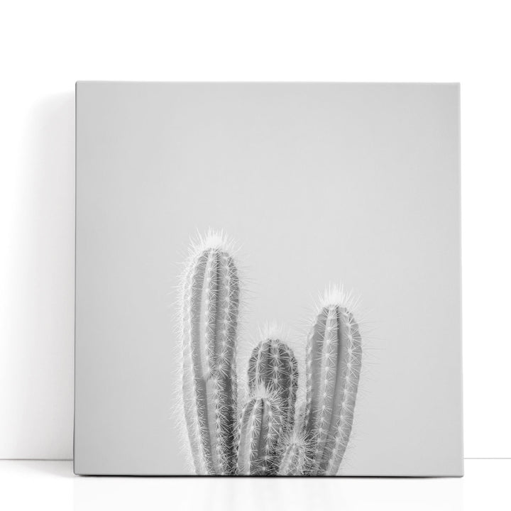 Micranthocereus Estevesii Cactus - Canvas Print Wall Art