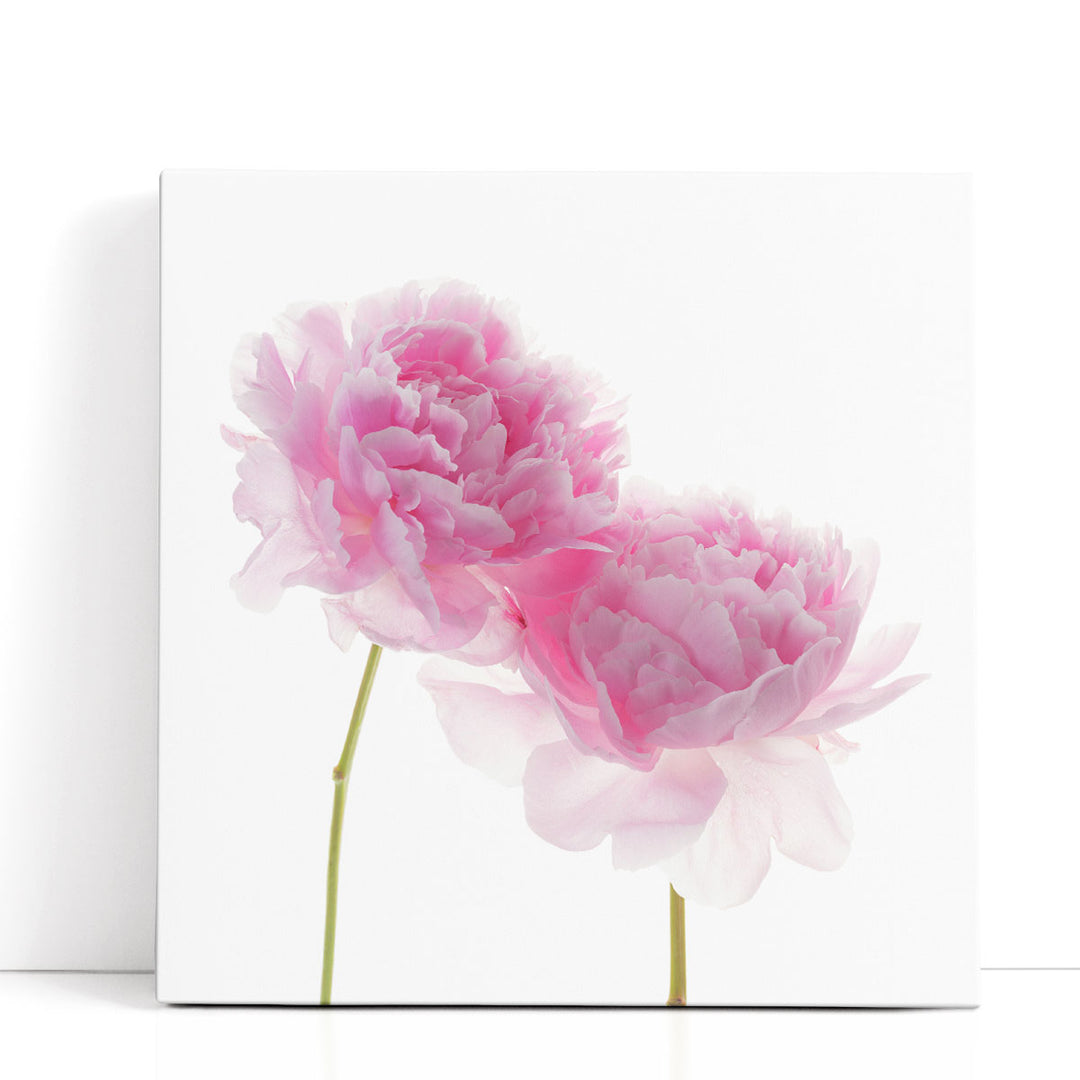 Peonies on White Background - Canvas Print Wall Art
