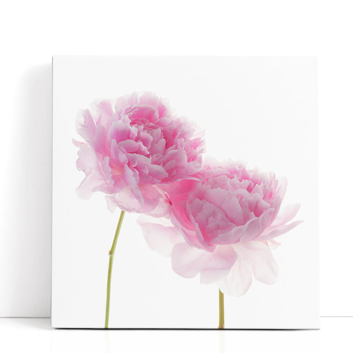 Peonies on White Background - Canvas Print Wall Art