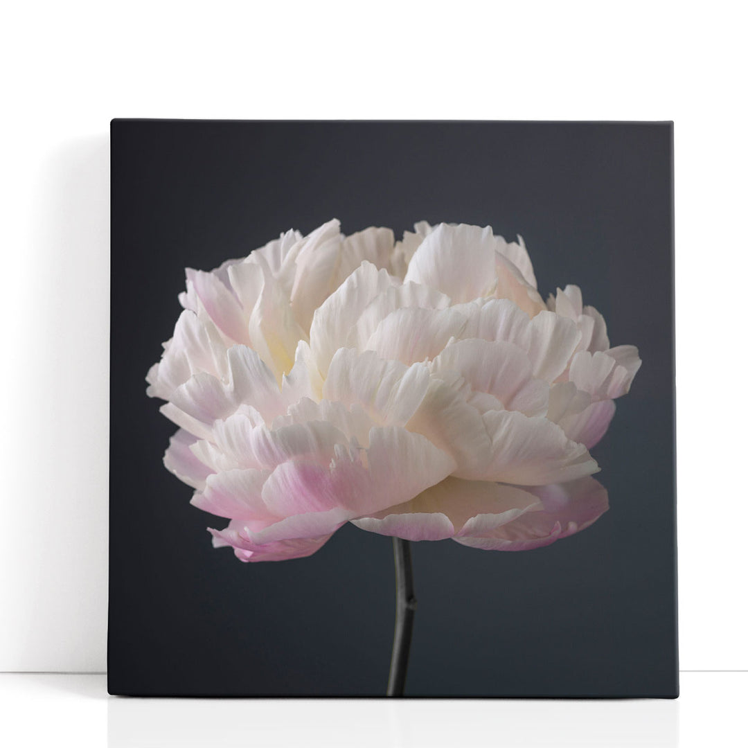 Peony Flower - Canvas Print Wall Art