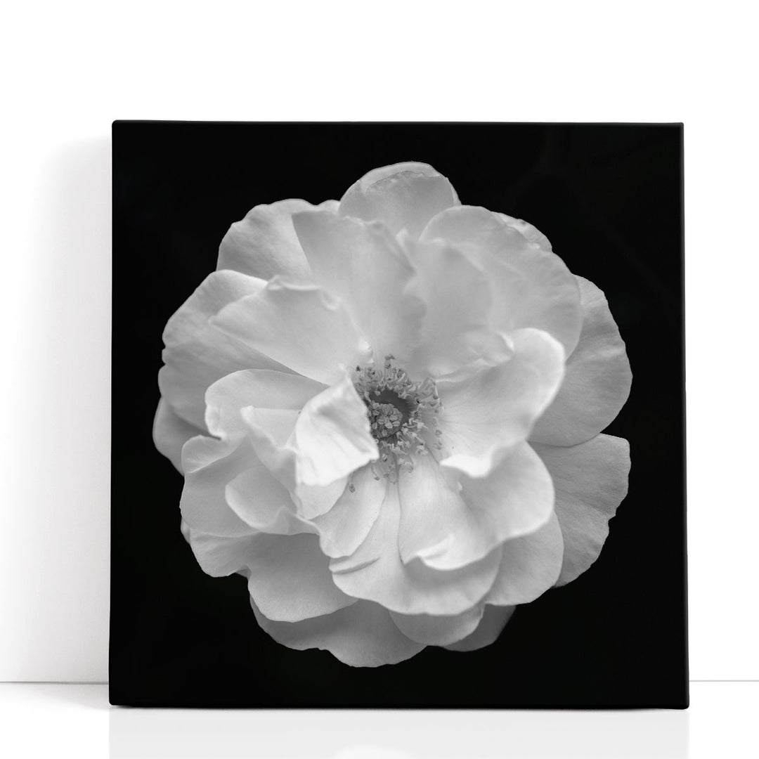 Rose - Canvas Print Wall Art