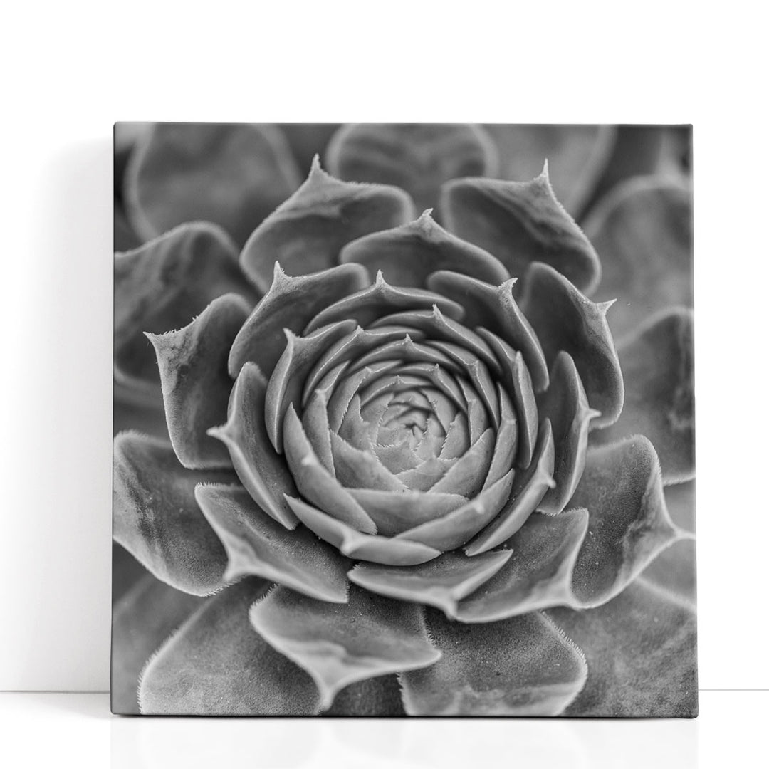 Succulent Plant - Canvas Print Wall Art