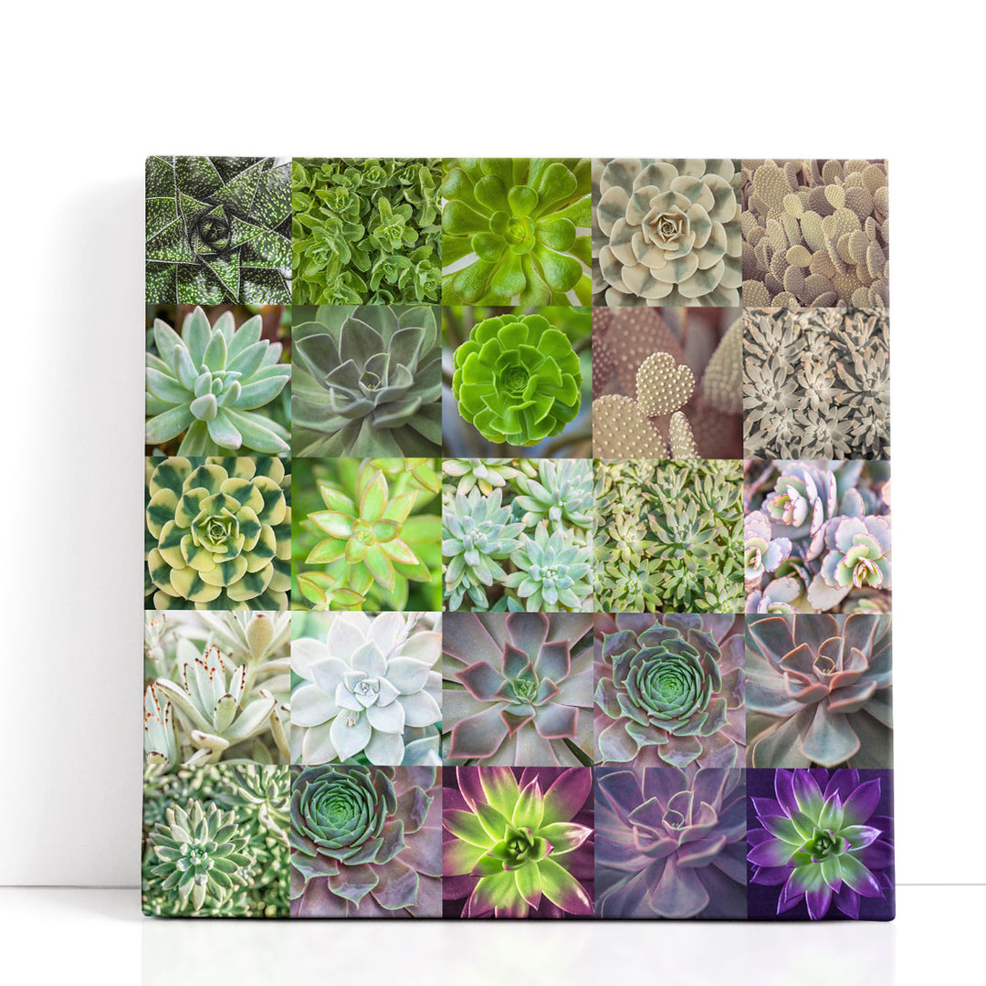 Succulent Plants Collage - Canvas Print Wall Art