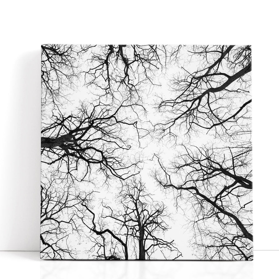 Tree Tops against the Sky - Canvas Print Wall Art
