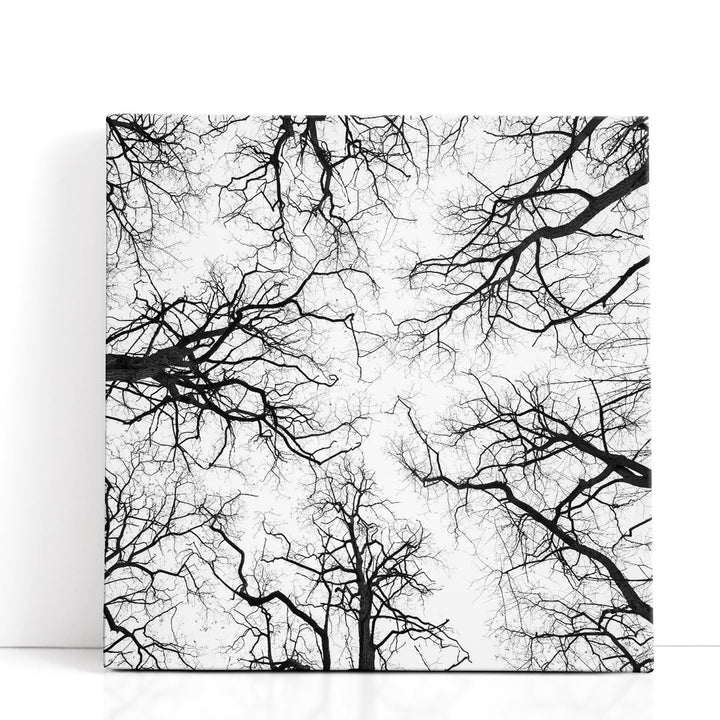 Tree Tops against the Sky - Canvas Print Wall Art
