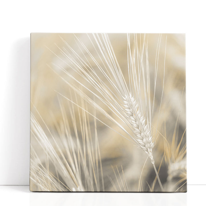 Wheat Close-up - Canvas Print Wall Art