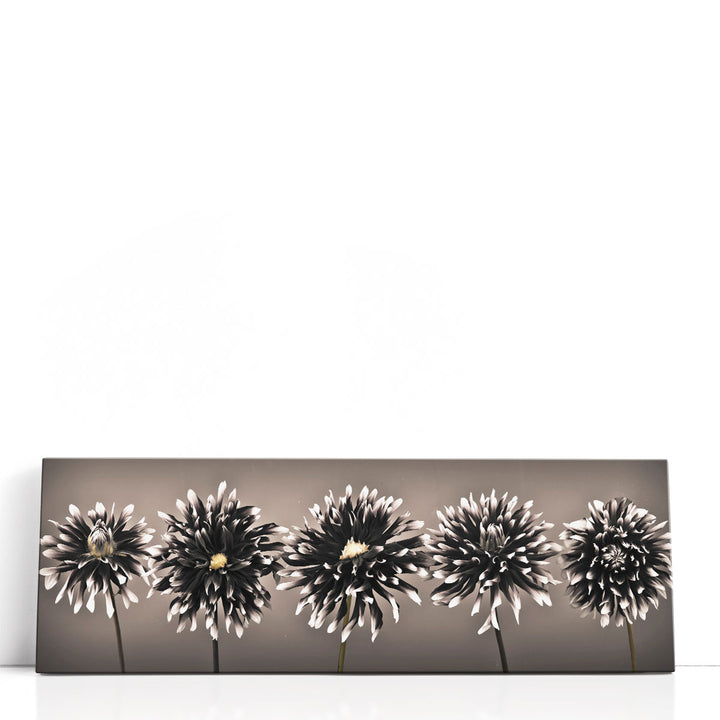 Five Dahlias in a row Black and White - Canvas Print Wall Art