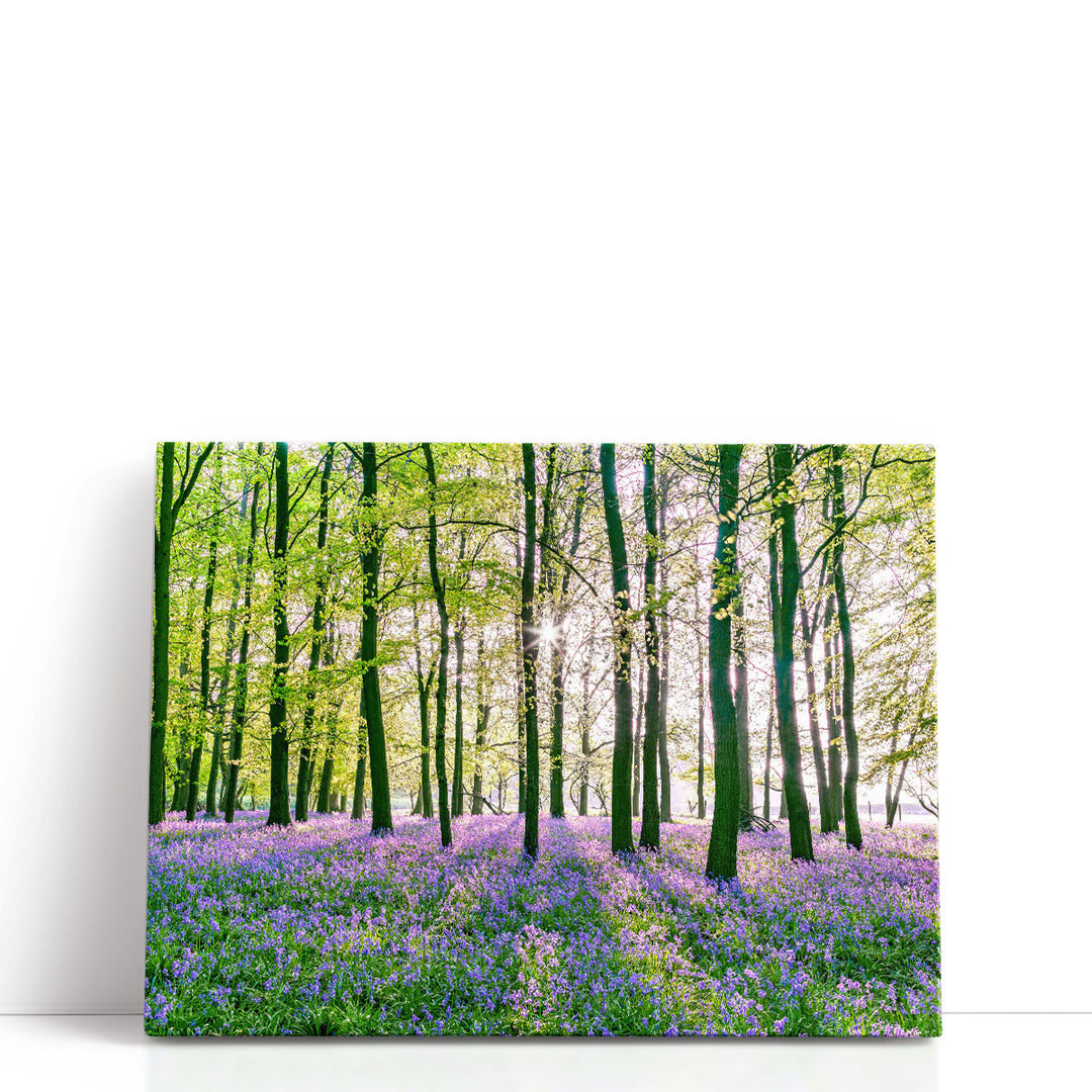 Bluebells Covering Forest Floor - Canvas Print Wall Art