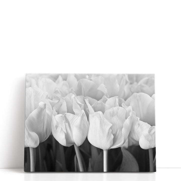 Bunch Of Tulips Close-up - Canvas Print Wall Art