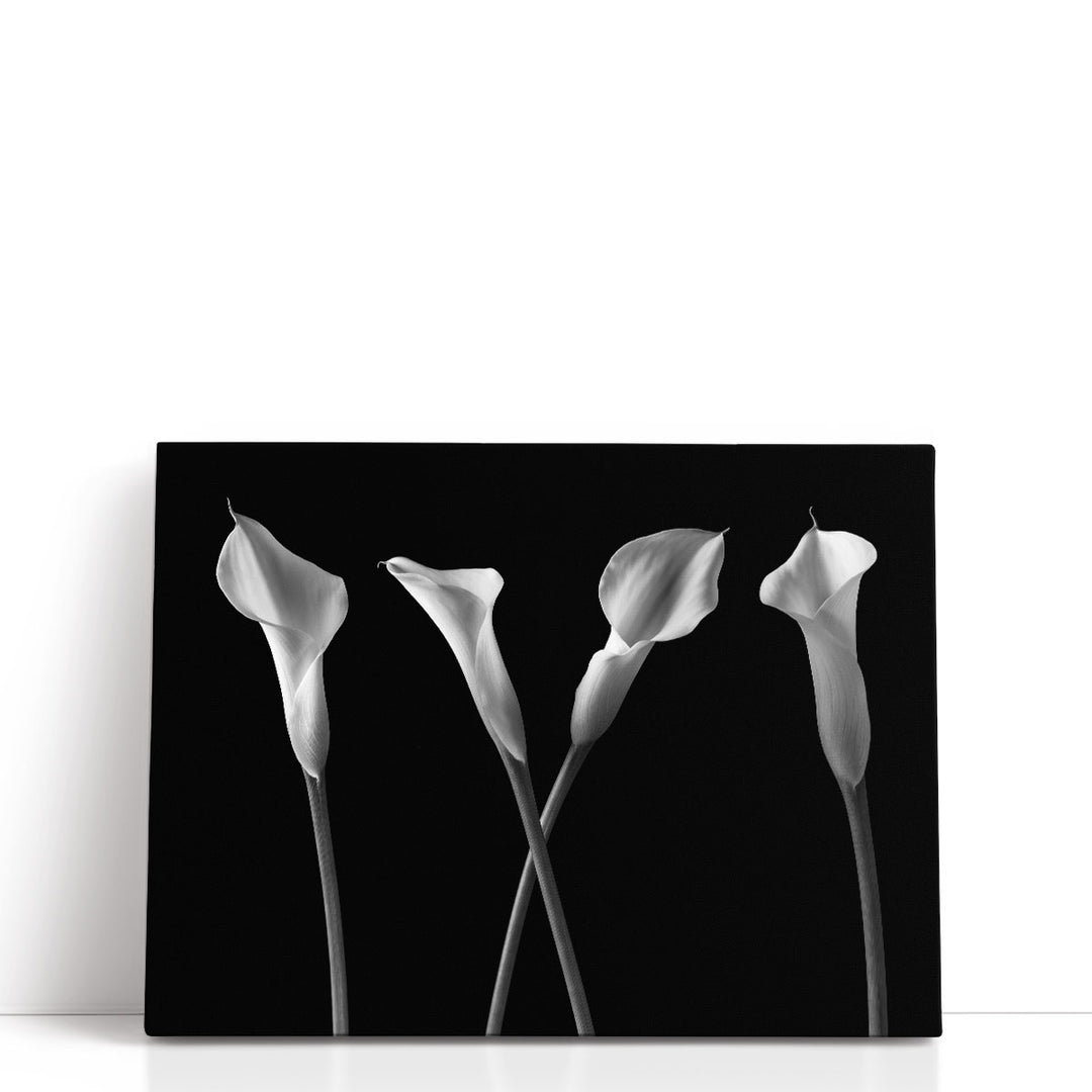 Calla Lilies In A Row Black And White - Canvas Print Wall Art