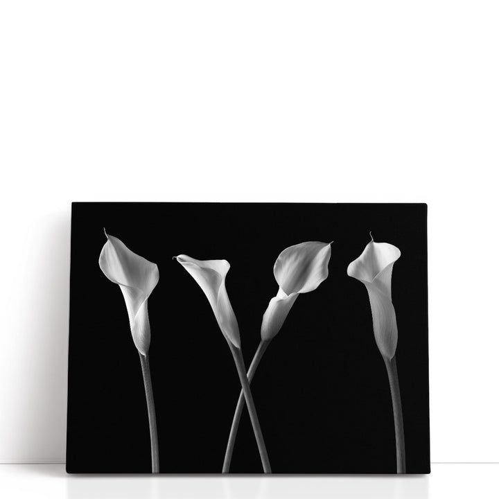 Calla Lilies In A Row Black And White - Canvas Print Wall Art