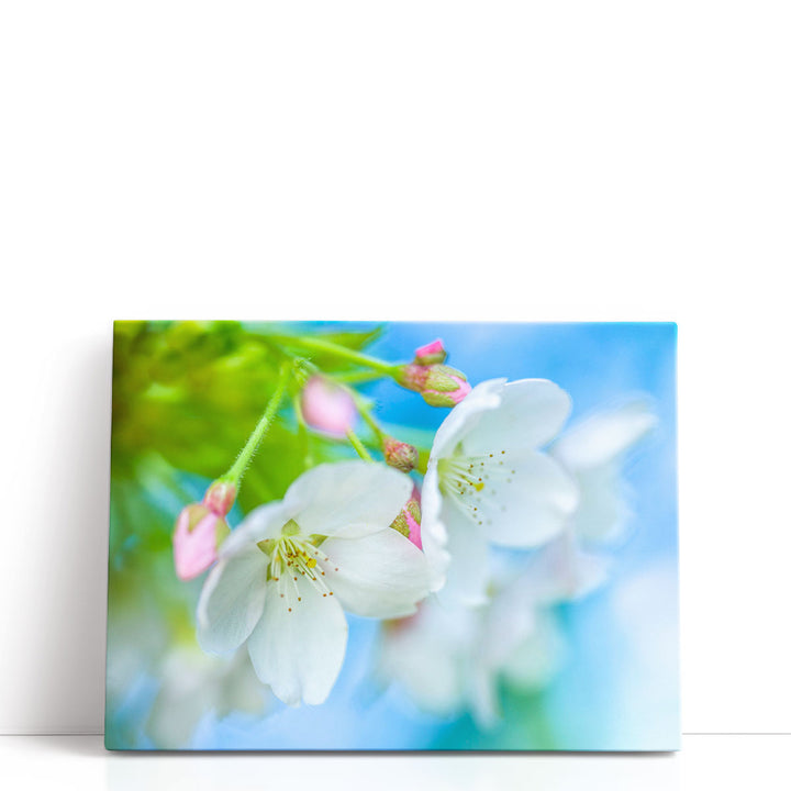 Cherry Blossom - Canvas Print Wall Art