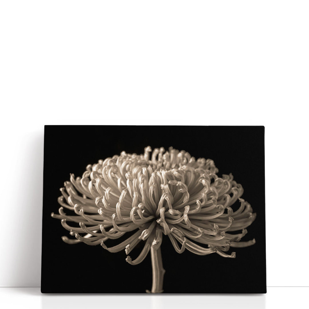 Chrysanthemum Flower - Canvas Print Wall Art