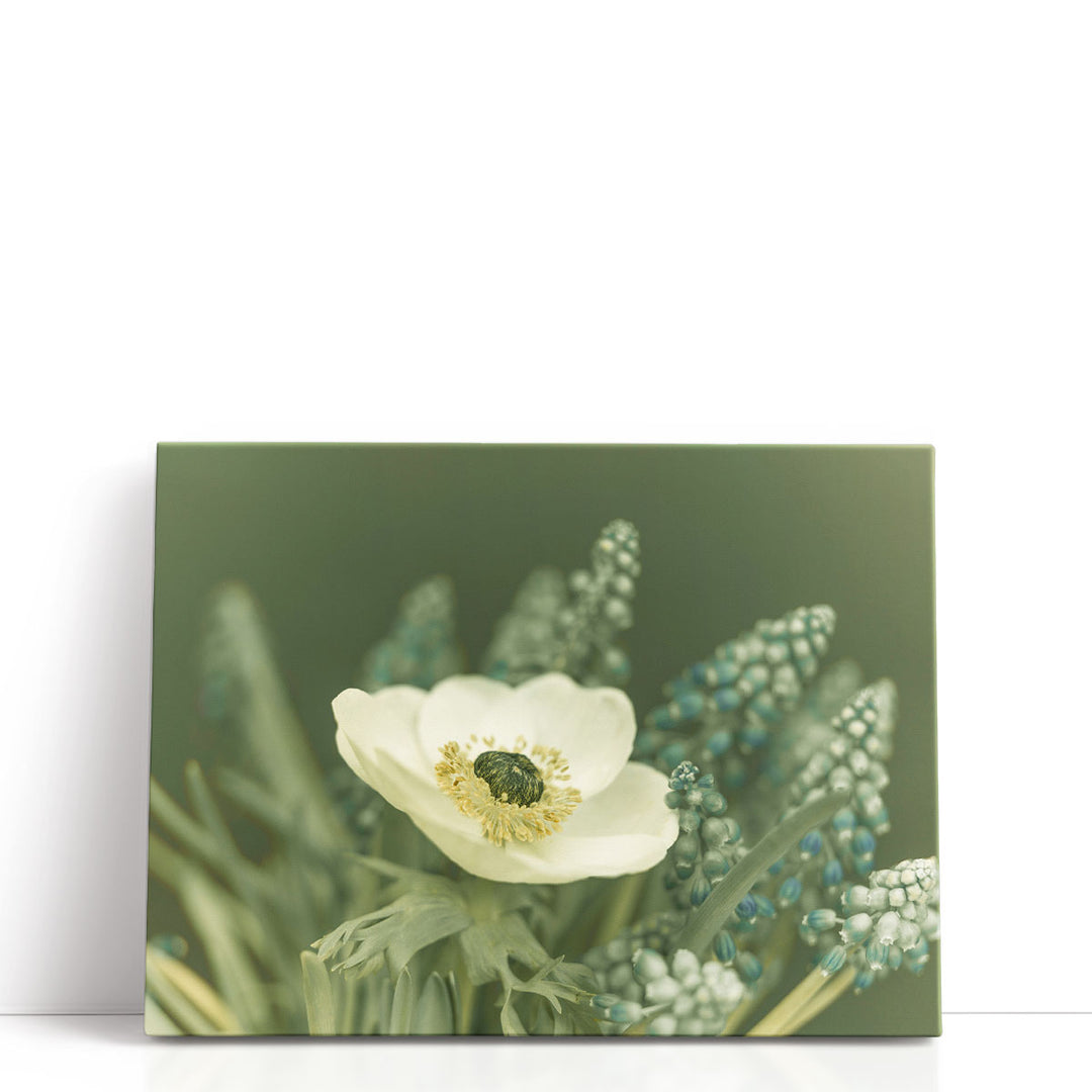 Close-Up Of Anemone Flower - Canvas Print Wall Art