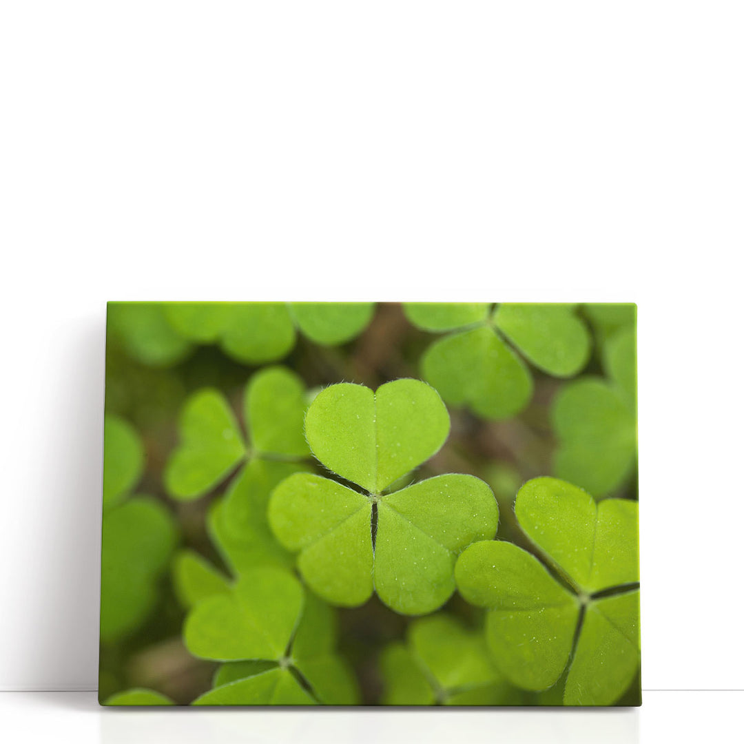 Close-up Of Lucky Clover - Canvas Print Wall Art