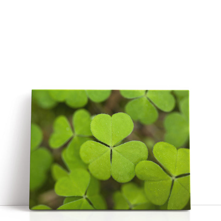 Close-up Of Lucky Clover - Canvas Print Wall Art
