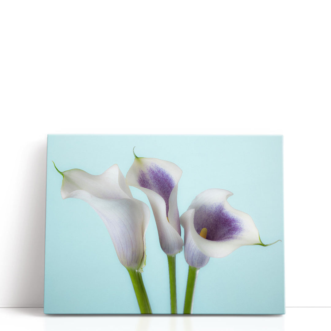 Close-up Of Three White Calla Lilies 1 - Canvas Print Wall Art
