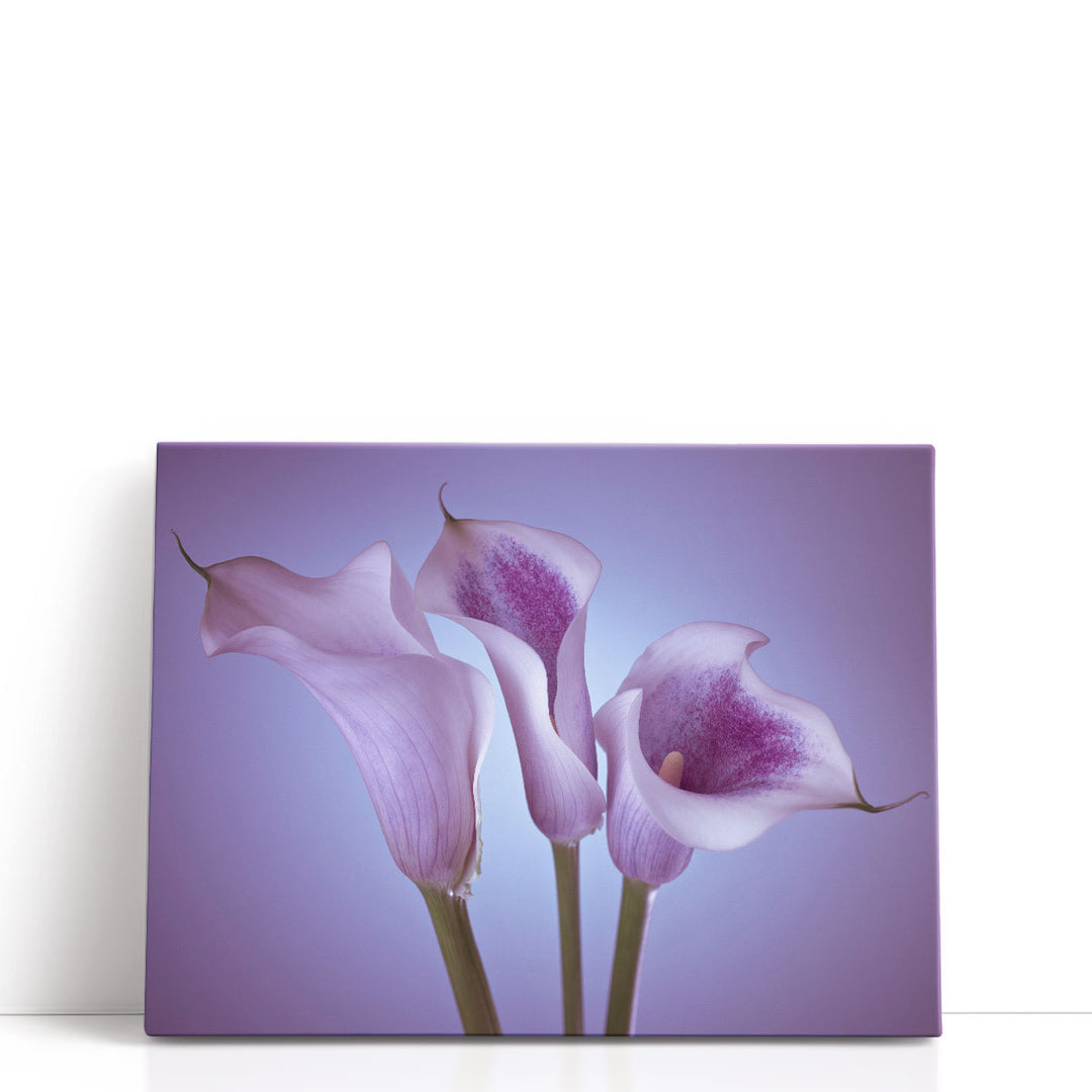 Close-up Of Three White Calla Lilies 2 - Canvas Print Wall Art