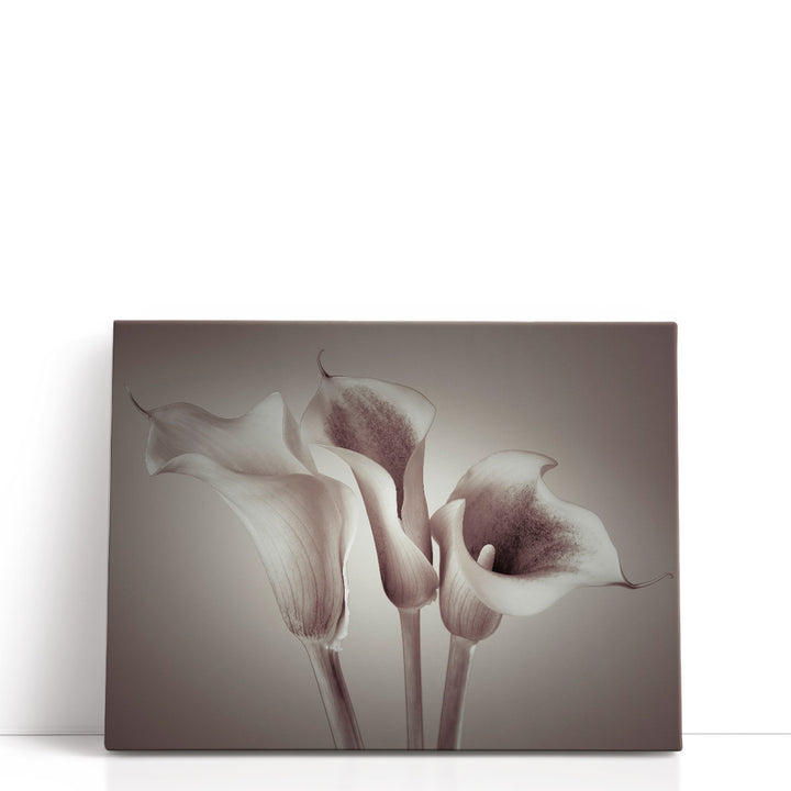 Close-up Of Three White Calla Lilies Neutral - Canvas Print Wall Art