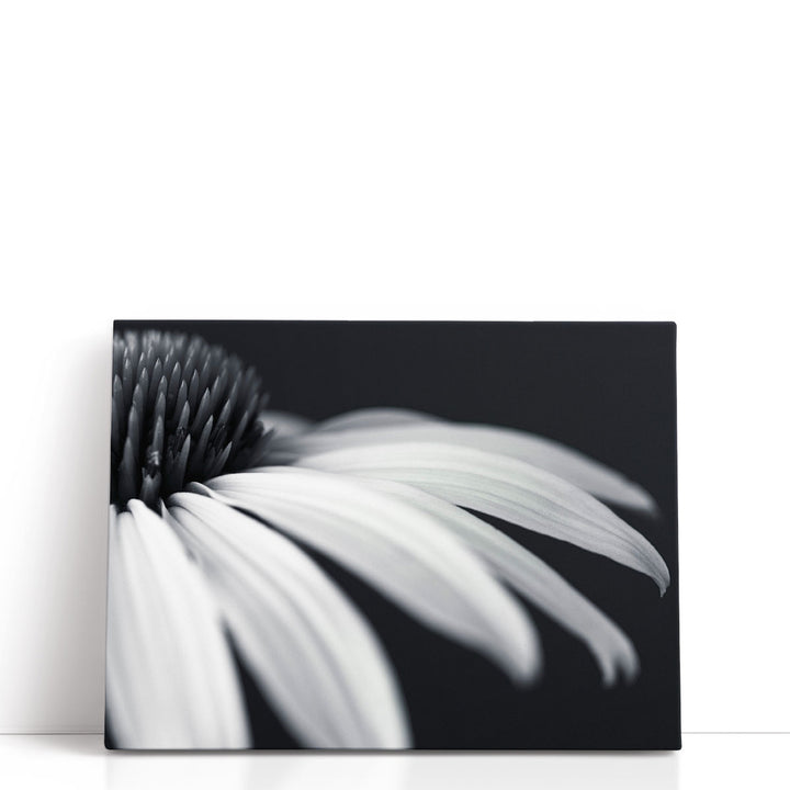 Coneflower Close-up Black and White - Canvas Print Wall Art