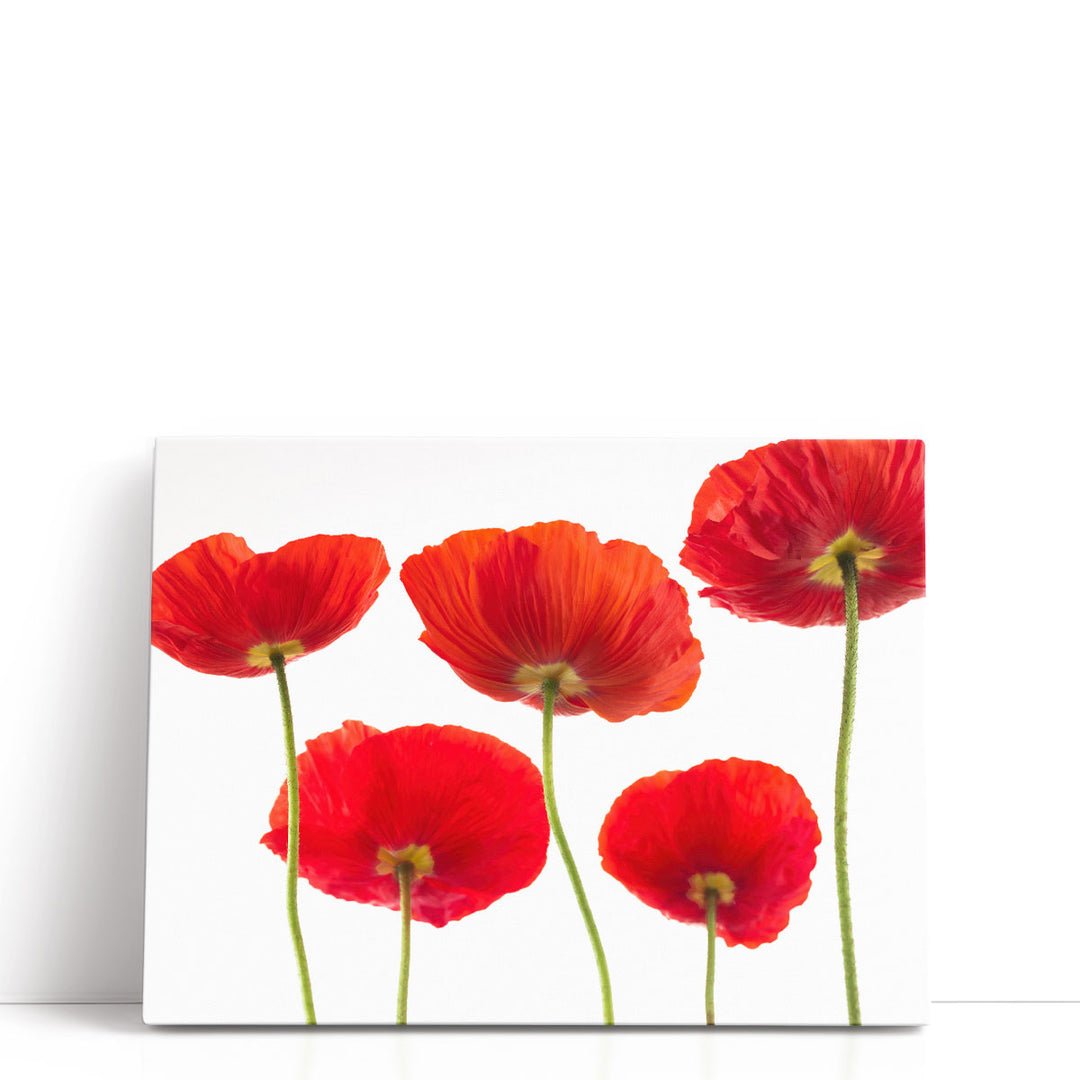 Five Poppies - Canvas Print Wall Art