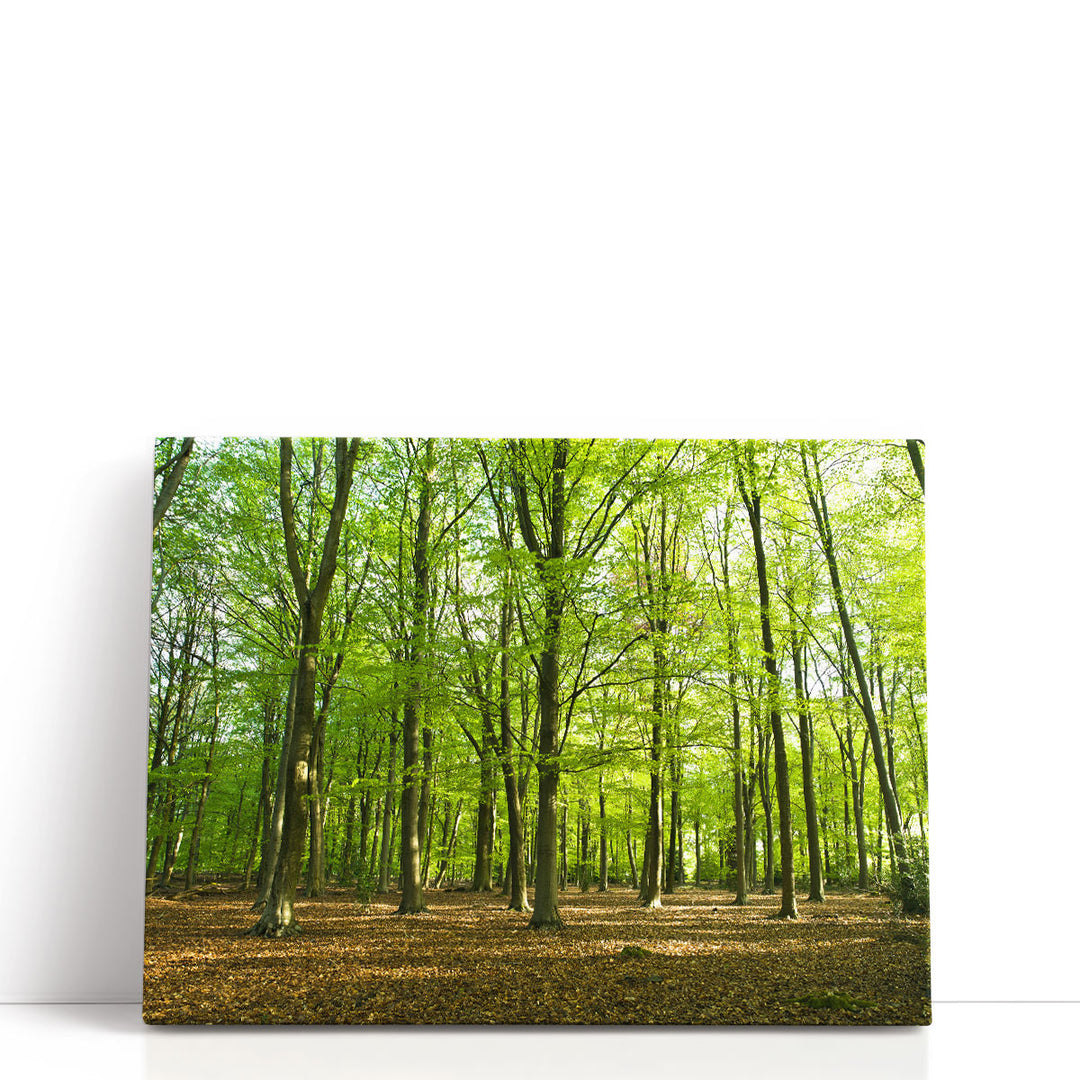 Forest At Spring Time - Canvas Print Wall Art