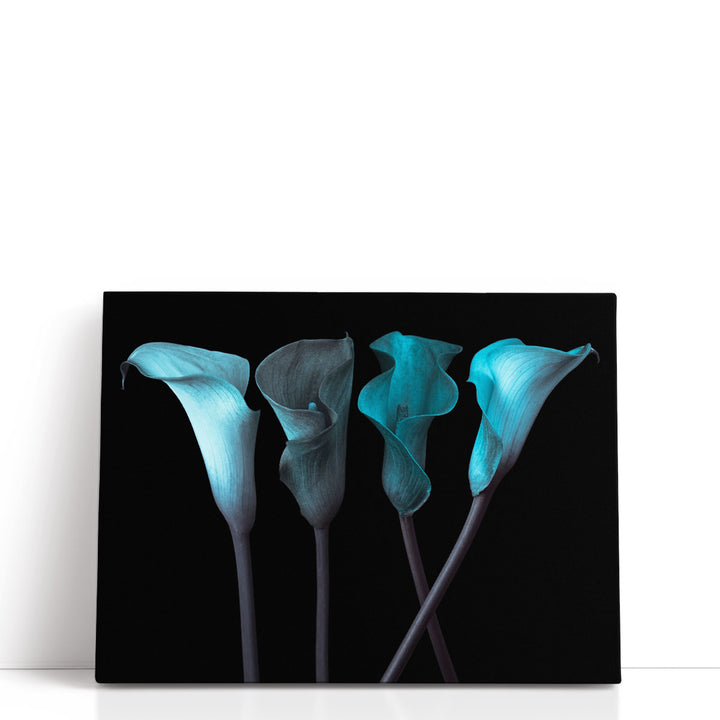 Four Calla Lilies 1 - Canvas Print Wall Art