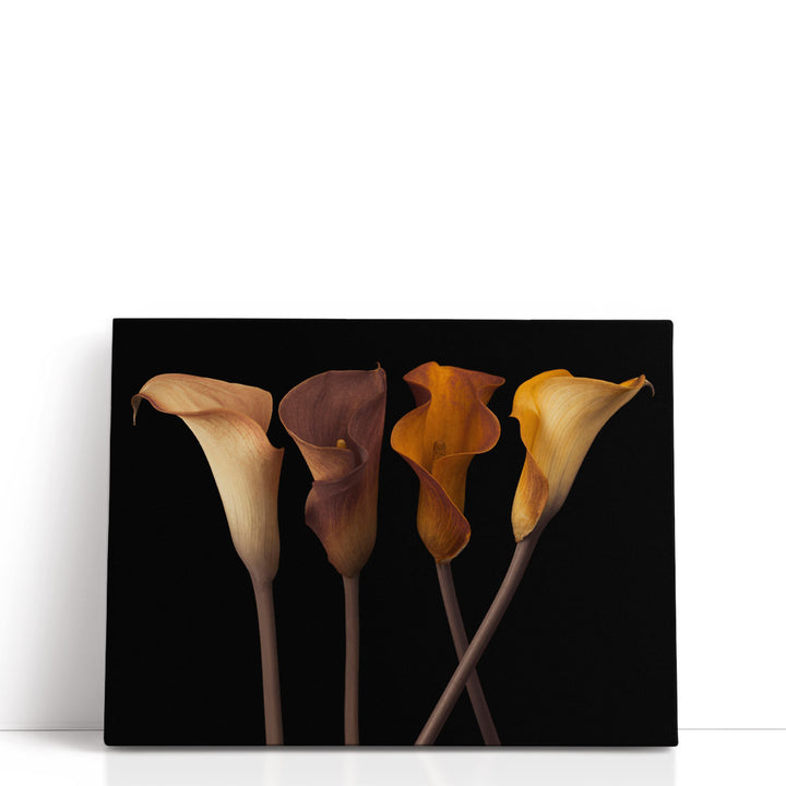 Four Calla Lilies 2 - Canvas Print Wall Art