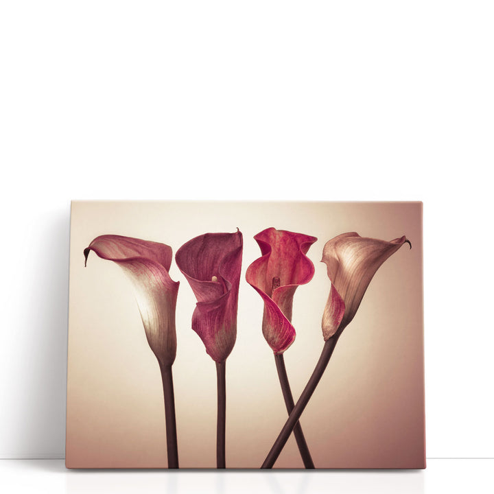 Four Calla Lilies 3 - Canvas Print Wall Art