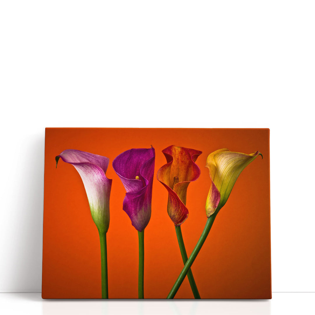 Four Calla Lilies 4 - Canvas Print Wall Art
