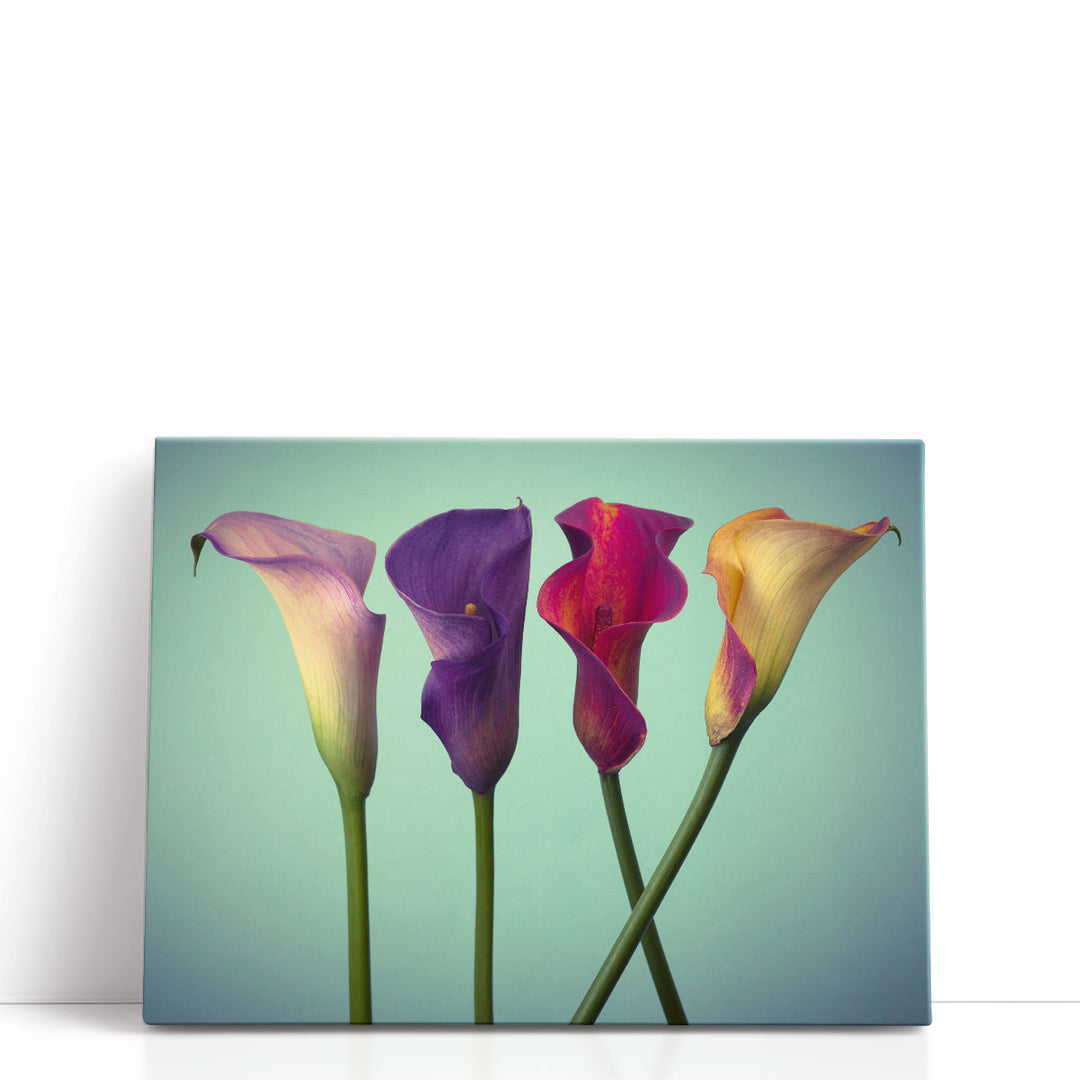 Four Calla Lilies 5 - Canvas Print Wall Art