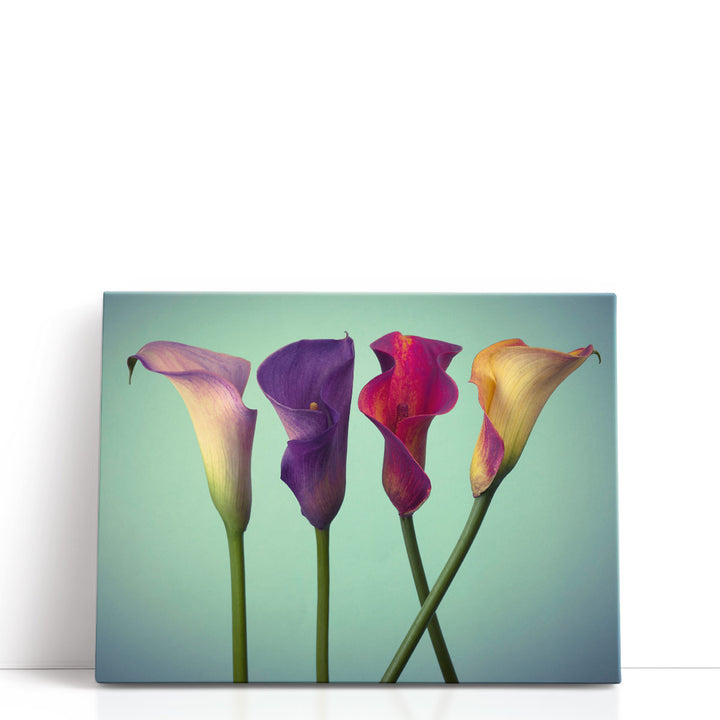 Four Calla Lilies 5 - Canvas Print Wall Art
