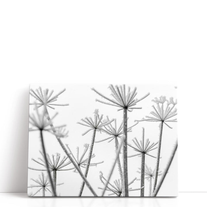 Frosty Cow Parsley - Canvas Print Wall Art