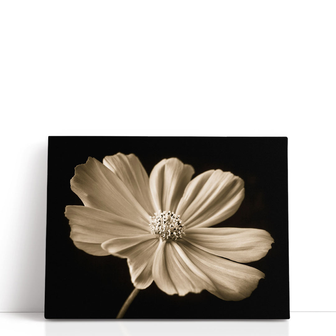 Cosmos Flower - Canvas Print Wall Art