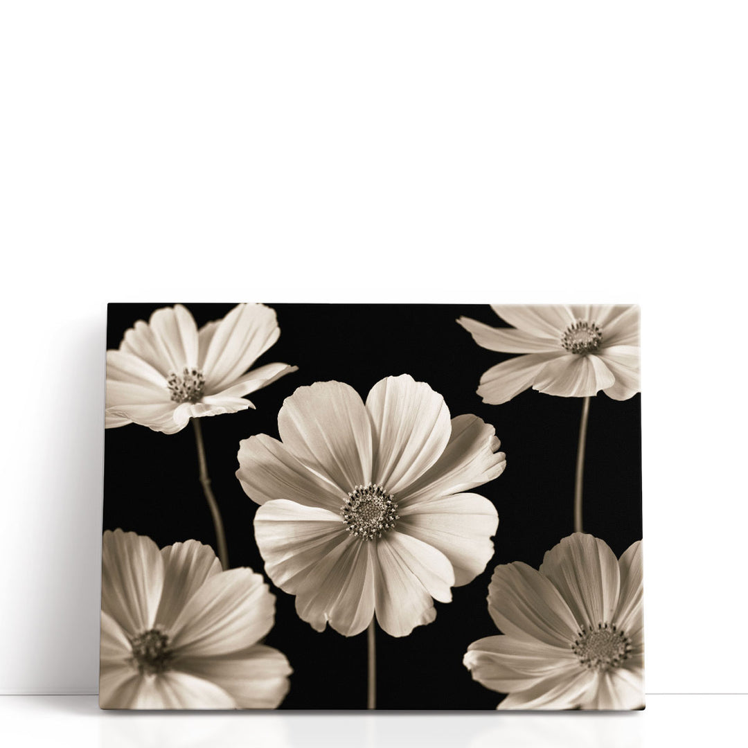 Cosmos Flowers - Canvas Print Wall Art