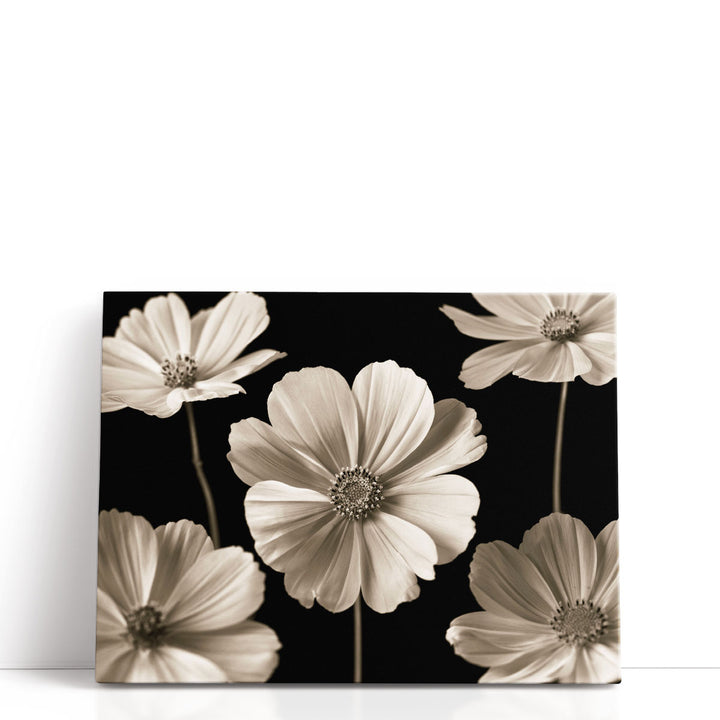 Cosmos Flowers - Canvas Print Wall Art