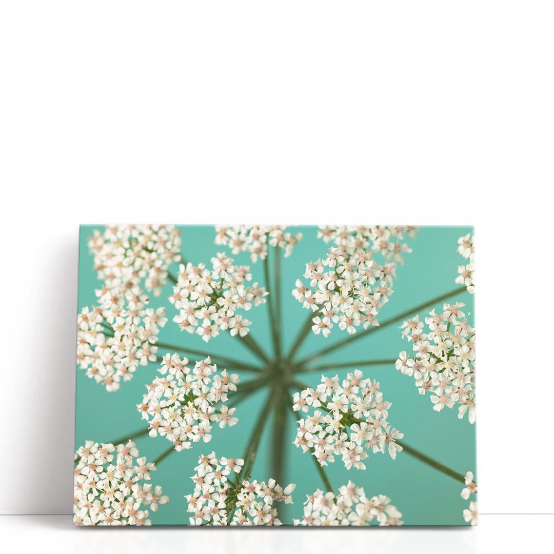 Cow Parsley Close-up 1 - Canvas Print Wall Art