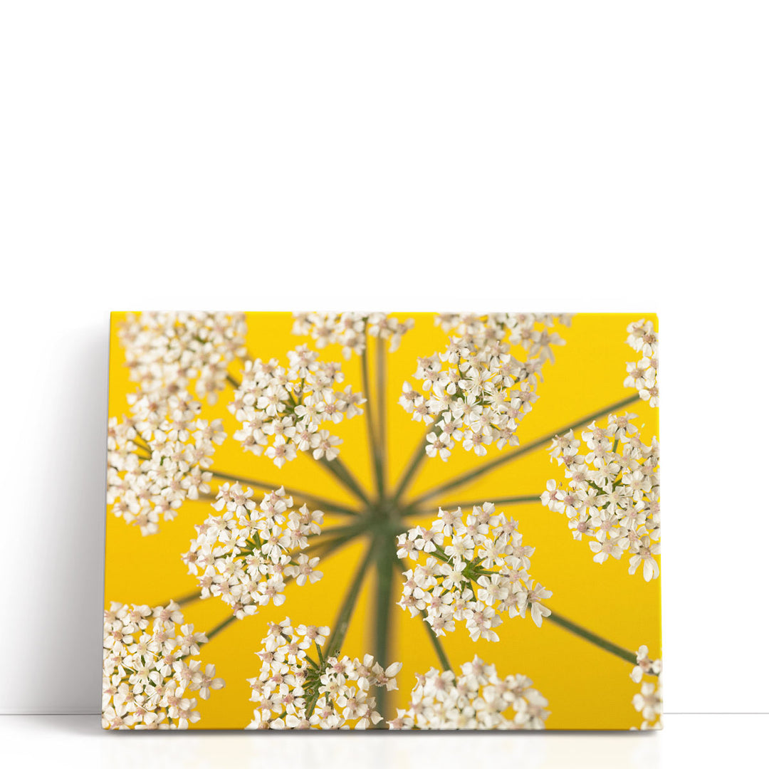 Cow Parsley Close-up 2 - Canvas Print Wall Art