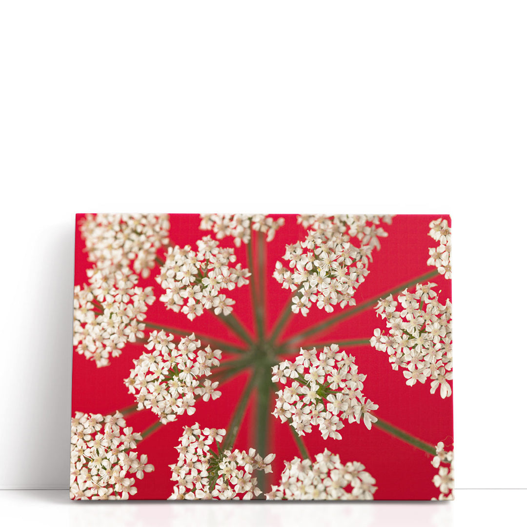 Cow Parsley Close-up 3 - Canvas Print Wall Art