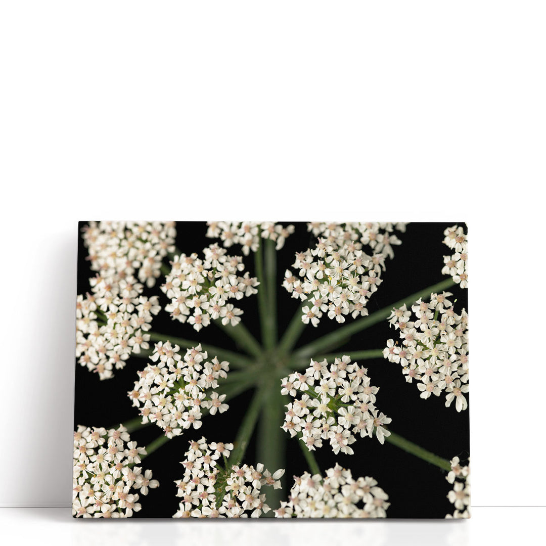 Cow Parsley Close-up 4 - Canvas Print Wall Art