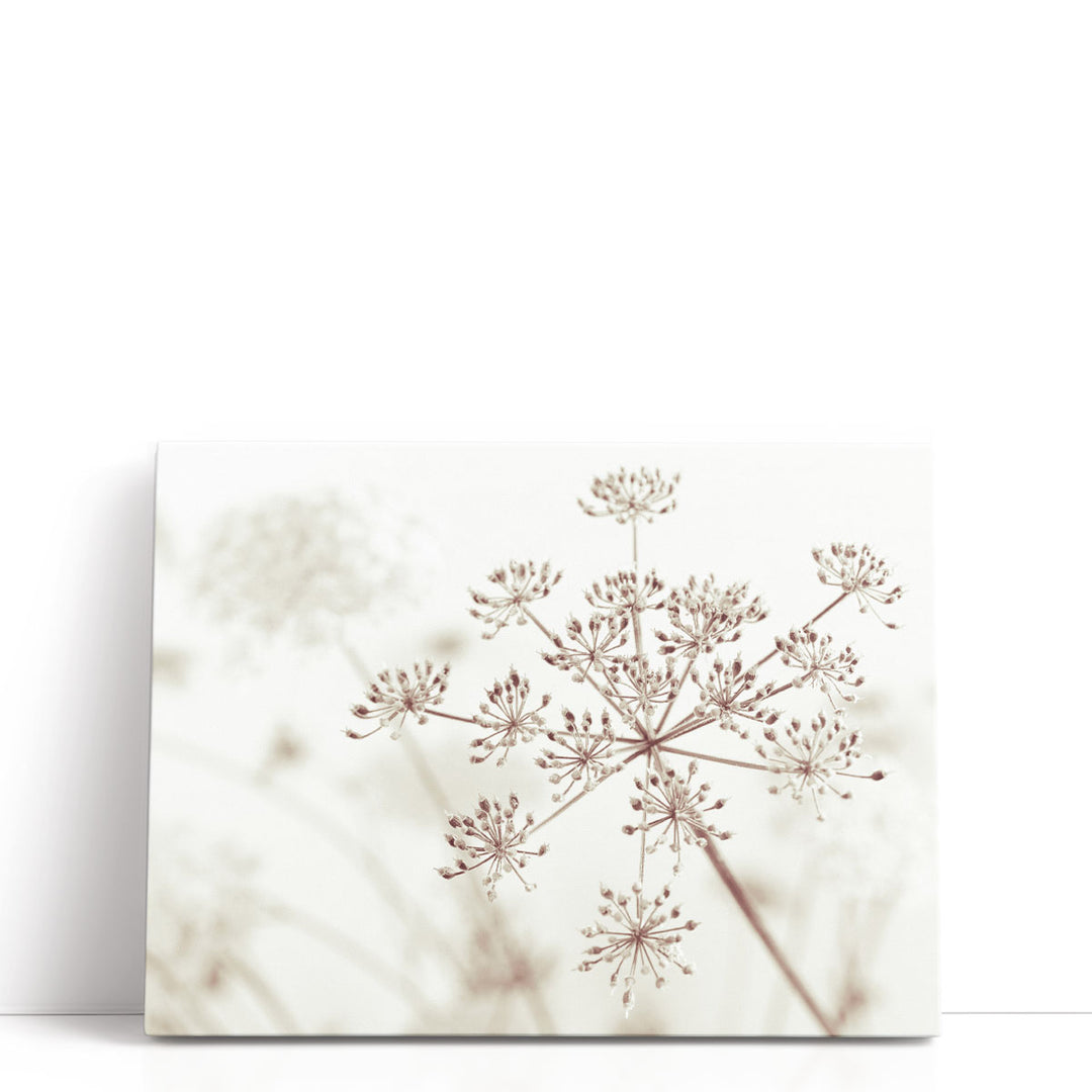 Cow Parsley Flowers 1 - Canvas Print Wall Art