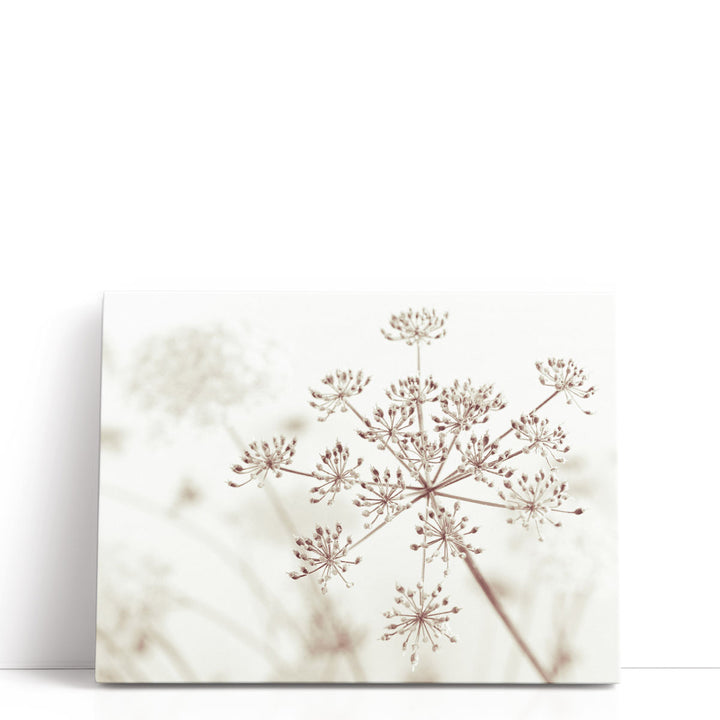 Cow Parsley Flowers 1 - Canvas Print Wall Art