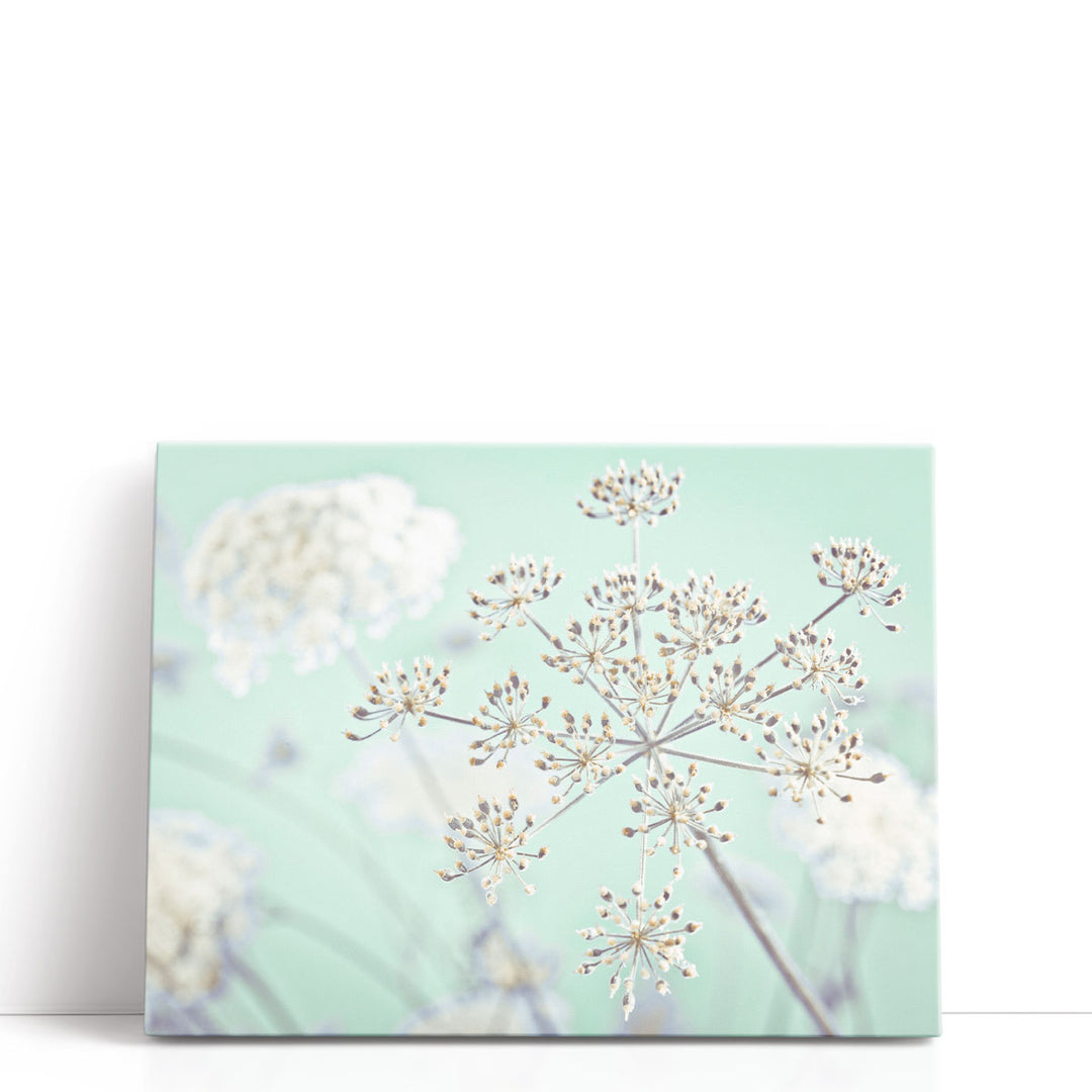 Cow Parsley Flowers 2 - Canvas Print Wall Art