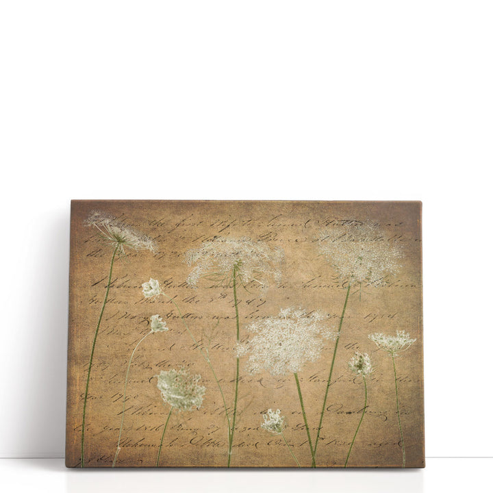 Cow Parsley Flowers 4 - Canvas Print Wall Art