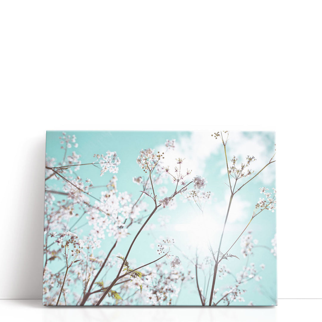 Cow Parsley Flowers In Summer Time - Canvas Print Wall Art