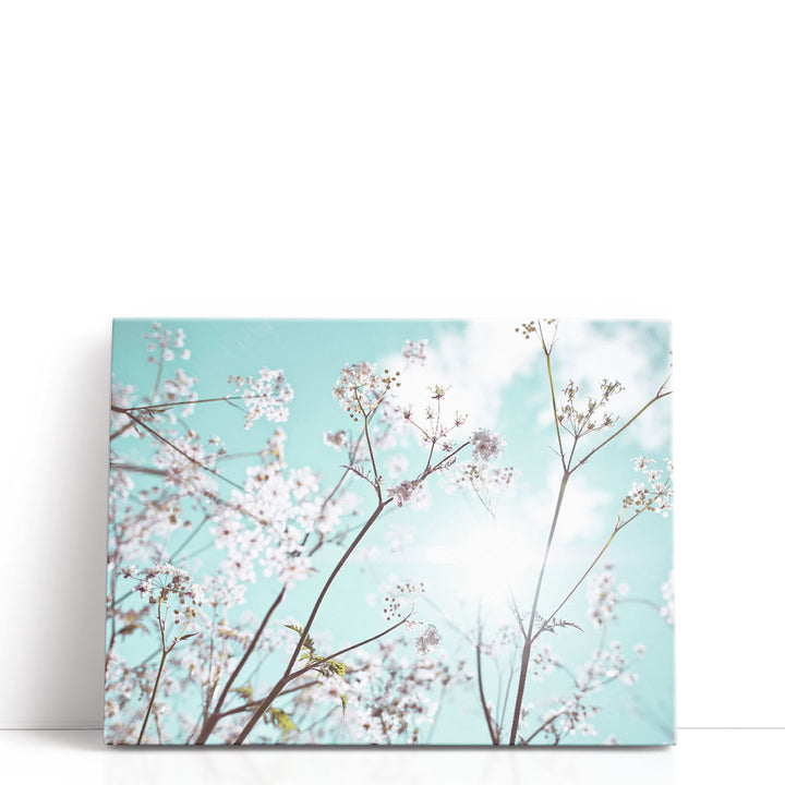 Cow Parsley Flowers In Summer Time - Canvas Print Wall Art