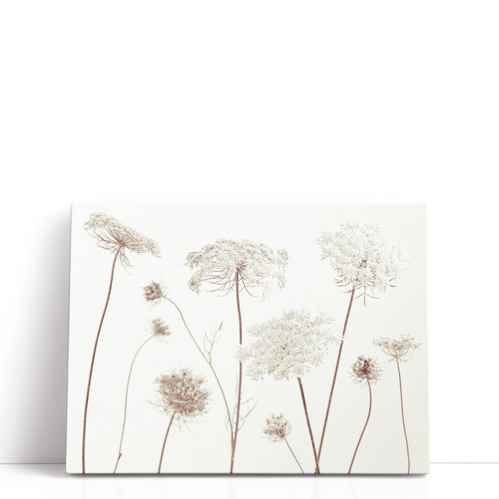 Cow Parsley Flowers On White - Canvas Print Wall Art