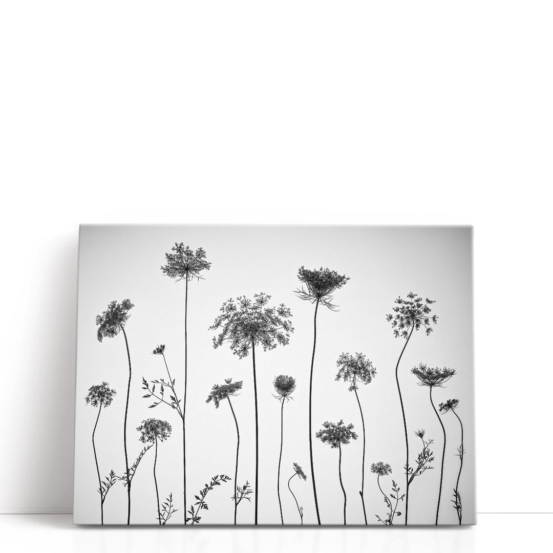 Cow Parsley - Canvas Print Wall Art