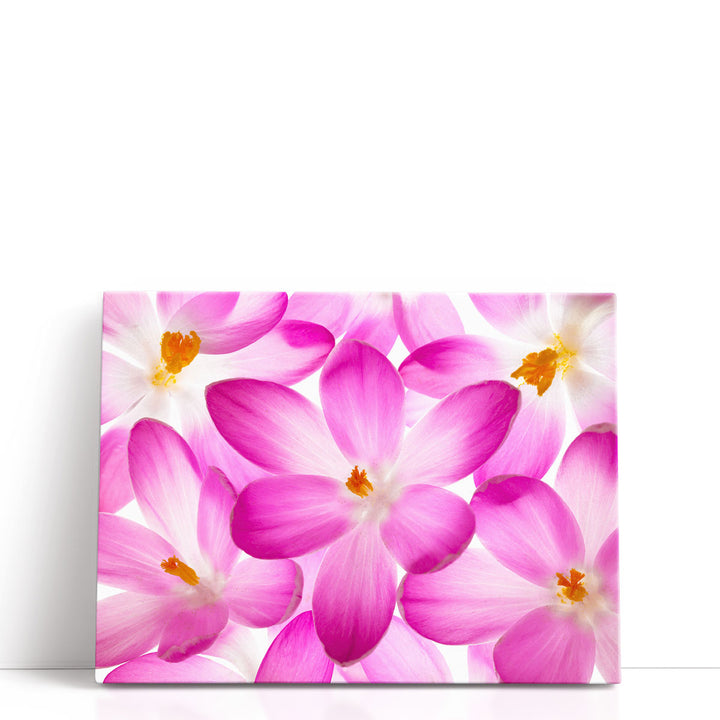 Crocus Flowers - Canvas Print Wall Art