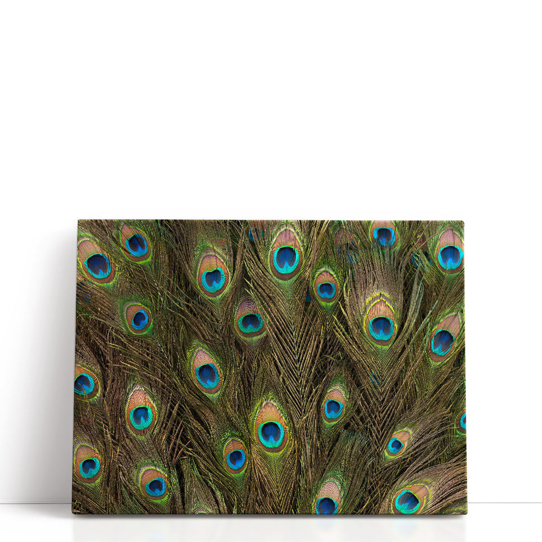 Peacock Feather Close-up - Canvas Print Wall Art